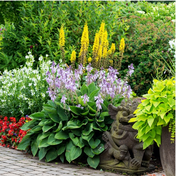 Groundcovers